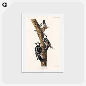 アートポストカード-Red-Cockaded Woodpecker
 - ジョン ジェームス オーデュボン Postcard.