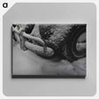 アートパネル-Views of National Institutes of Health Buildings and Grounds
 - 国立医学図書館 Canvas.