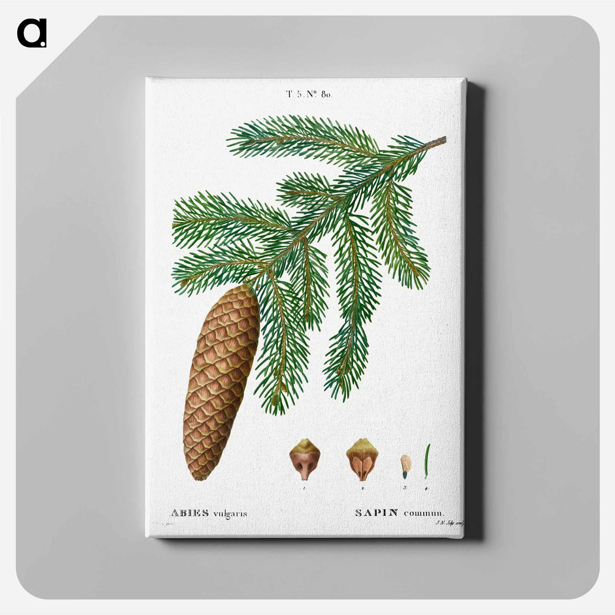 Norway spruce, Abies vulgaris - ピエール ジョゼフ ルドゥーテ Canvas.