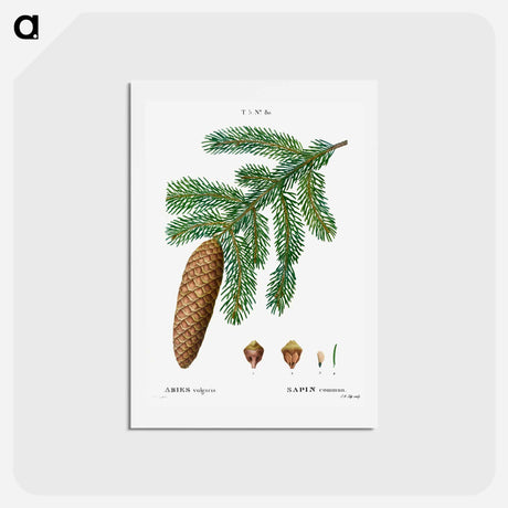 アートポストカード-Norway spruce, Abies vulgaris - ピエール ジョゼフ ルドゥーテ Postcard.