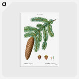 アートポストカード-Norway spruce, Abies vulgaris - ピエール ジョゼフ ルドゥーテ Postcard.