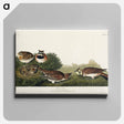 アートパネル-Shore Lark from Birds of America
 - アメリカの鳥たち Canvas.