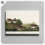 アートパネル-Shore Lark from Birds of America
 - アメリカの鳥たち Canvas.
