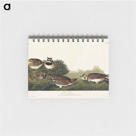 アートメモ帳-Shore Lark from Birds of America
 - アメリカの鳥たち Memo.