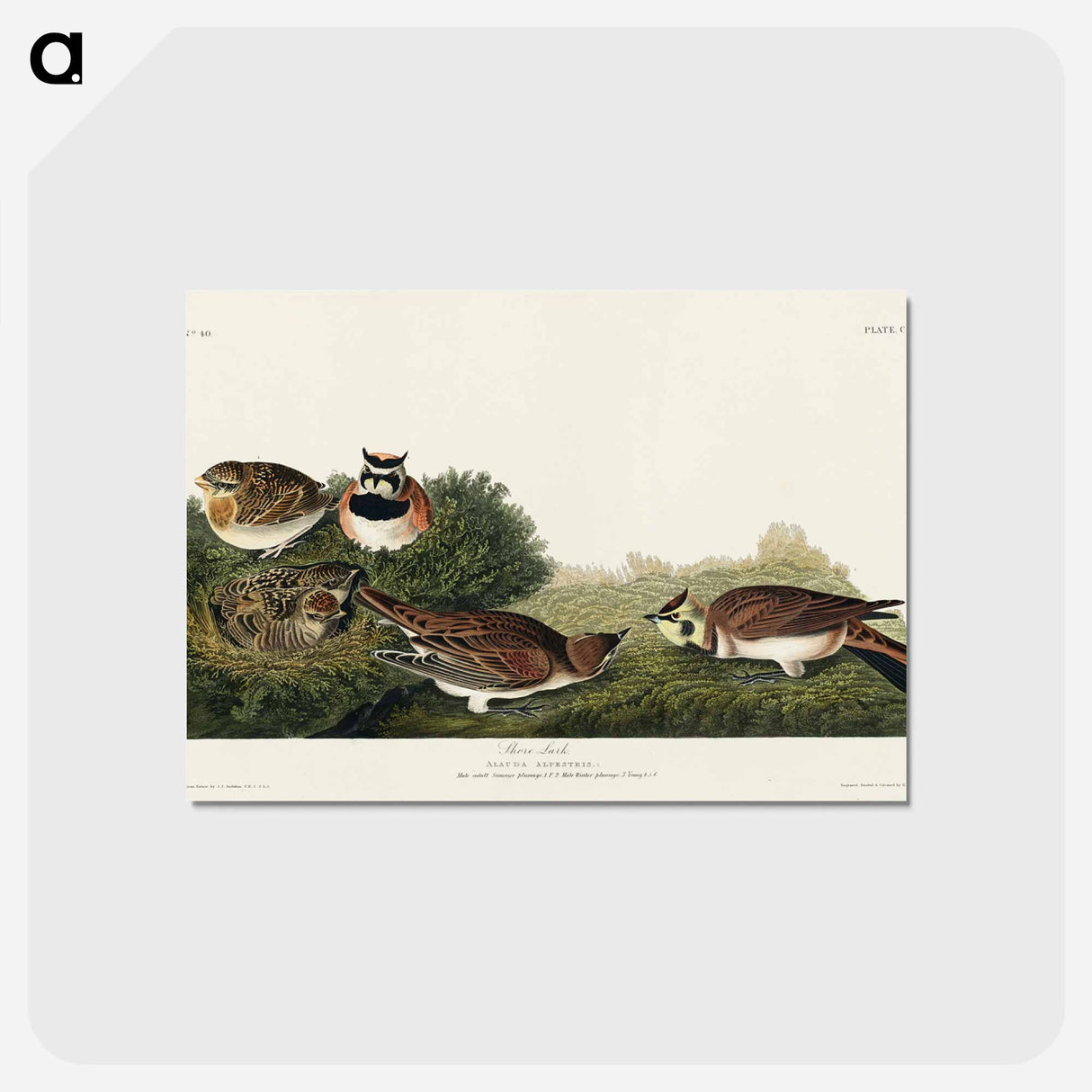アートポストカード-Shore Lark from Birds of America
 - アメリカの鳥たち Postcard.