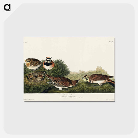 アートポストカード-Shore Lark from Birds of America
 - アメリカの鳥たち Postcard.