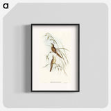 Tawny Sphenoeacus Illustration
 - オーストラリアの鳥 Poster.