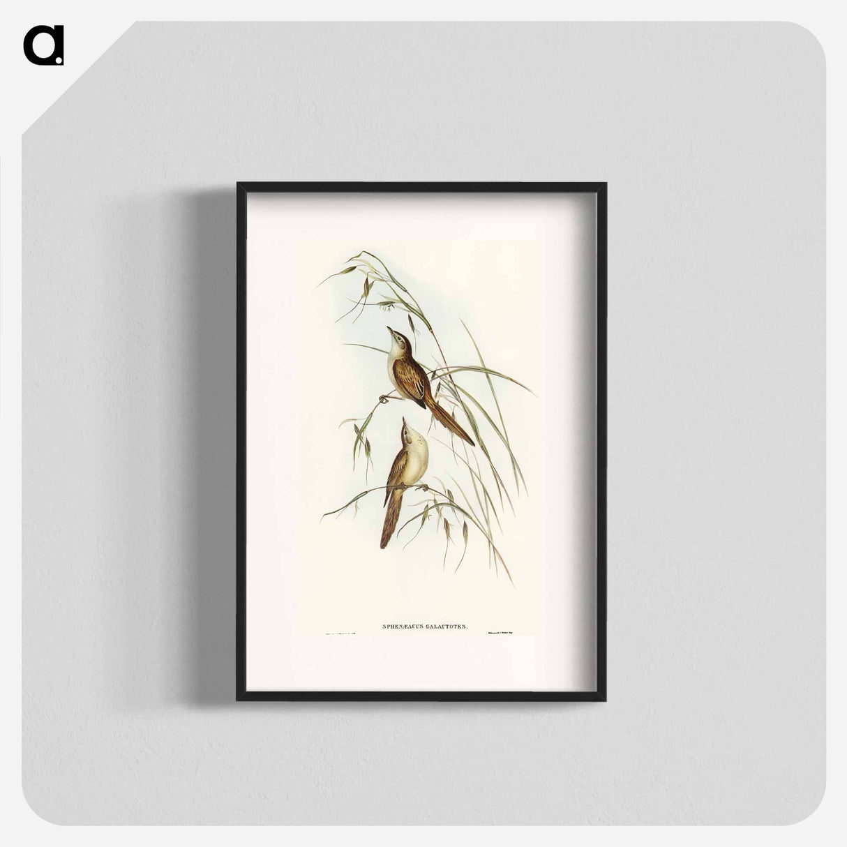 アートポスター-Tawny Sphenoeacus Illustration
 - オーストラリアの鳥 Poster.