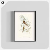 アートポスター-Tawny Sphenoeacus Illustration
 - オーストラリアの鳥 Poster.