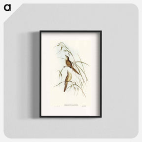 アートポスター-Tawny Sphenoeacus Illustration
 - オーストラリアの鳥 Poster.