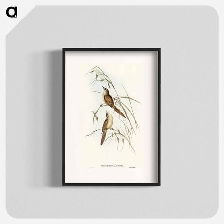アートポスター-Tawny Sphenoeacus Illustration
 - オーストラリアの鳥 Poster.