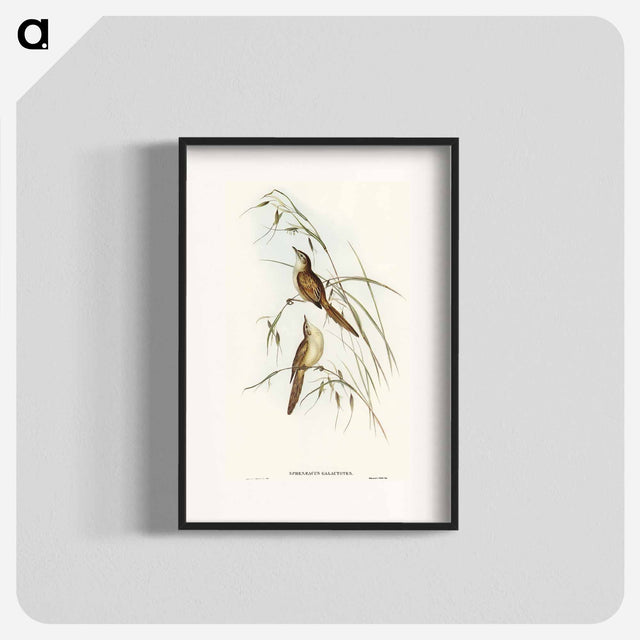 アートポスター-Tawny Sphenoeacus Illustration
 - オーストラリアの鳥 Poster.