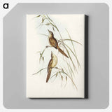 Tawny Sphenoeacus Illustration
 - オーストラリアの鳥 Canvas.