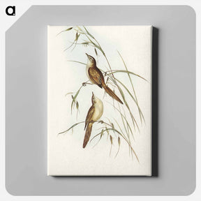 アートパネル-Tawny Sphenoeacus Illustration
 - オーストラリアの鳥 Canvas.