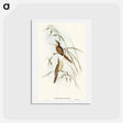 アートポストカード-Tawny Sphenoeacus Illustration
 - オーストラリアの鳥 Postcard.