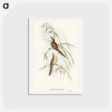 アートポストカード-Tawny Sphenoeacus Illustration
 - オーストラリアの鳥 Postcard.