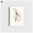 アートメモ帳-Tawny Sphenoeacus Illustration
 - オーストラリアの鳥 Memo.