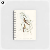 アートメモ帳-Tawny Sphenoeacus Illustration
 - オーストラリアの鳥 Memo.
