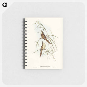 アートメモ帳-Tawny Sphenoeacus Illustration
 - オーストラリアの鳥 Memo.