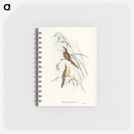 アートメモ帳-Tawny Sphenoeacus Illustration
 - オーストラリアの鳥 Memo.