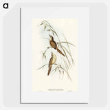 アートポスター-Tawny Sphenoeacus Illustration
 - オーストラリアの鳥 Poster.