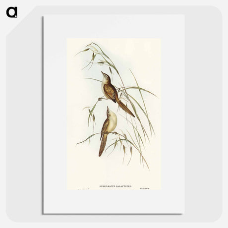 アートポスター-Tawny Sphenoeacus Illustration
 - オーストラリアの鳥 Poster.