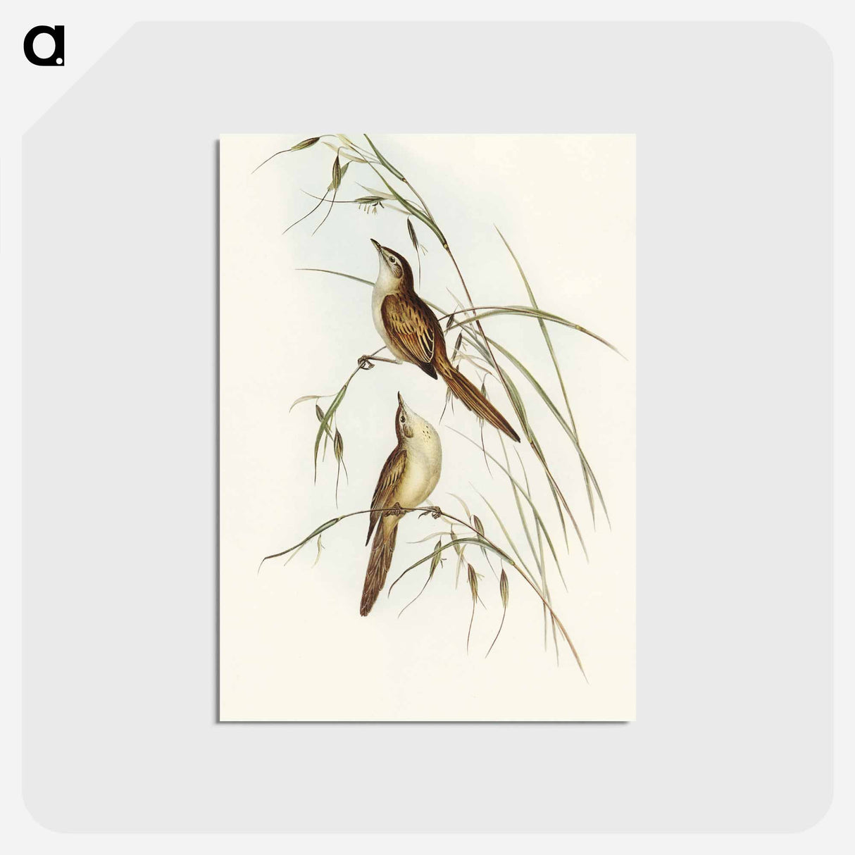 アートポストカード-Tawny Sphenoeacus Illustration
 - オーストラリアの鳥 Postcard.