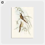 アートポストカード-Tawny Sphenoeacus Illustration
 - オーストラリアの鳥 Postcard.