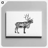 アートパネル-Wild European Reindeer
 - 大英図書館 Canvas.