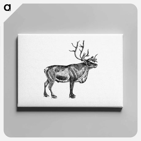 アートパネル-Wild European Reindeer
 - 大英図書館 Canvas.