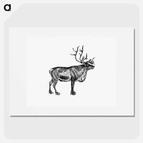 アートポスター-Wild European Reindeer
 - 大英図書館 Poster.