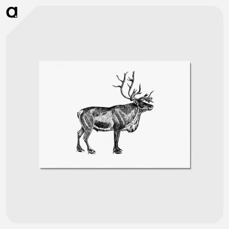 アートポストカード-Wild European Reindeer
 - 大英図書館 Postcard.