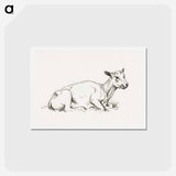 アートポストカード-Lying shaved sheep - ジャン ベルナール Postcard.