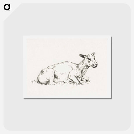 アートポストカード-Lying shaved sheep - ジャン ベルナール Postcard.