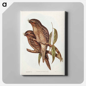 アートパネル-Tawny Frogmouth
 - ジョン グールド Canvas.