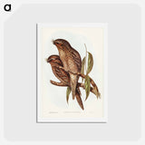 アートポストカード-Tawny Frogmouth
 - ジョン グールド Postcard.