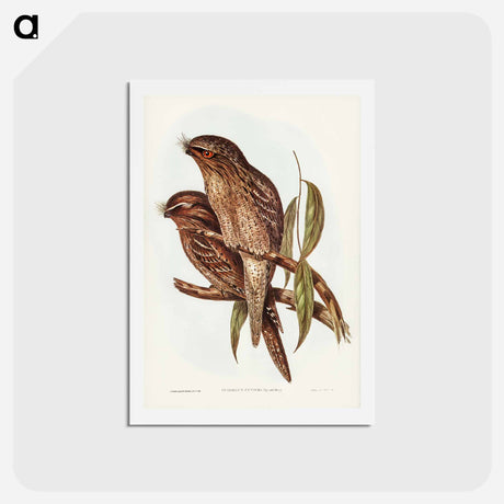 アートポストカード-Tawny Frogmouth
 - ジョン グールド Postcard.