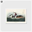 アートポストカード-Crested Grebe
 - ジョン ジェームス オーデュボン Postcard.