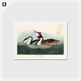 アートポストカード-Crested Grebe
 - ジョン ジェームス オーデュボン Postcard.
