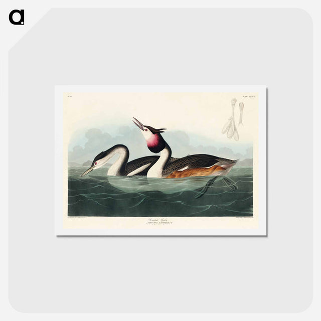 アートポストカード-Crested Grebe
 - ジョン ジェームス オーデュボン Postcard.