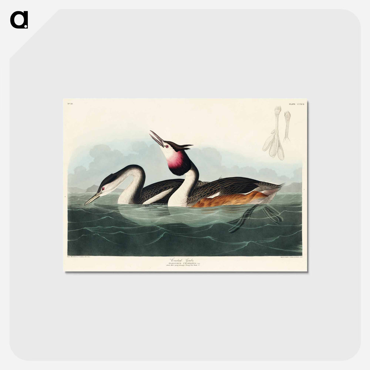 アートポストカード-Crested Grebe
 - ジョン ジェームス オーデュボン Postcard.