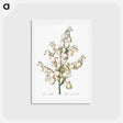 アートポストカード-Aloe yucca illustration - ピエール ジョゼフ ルドゥーテ Postcard.