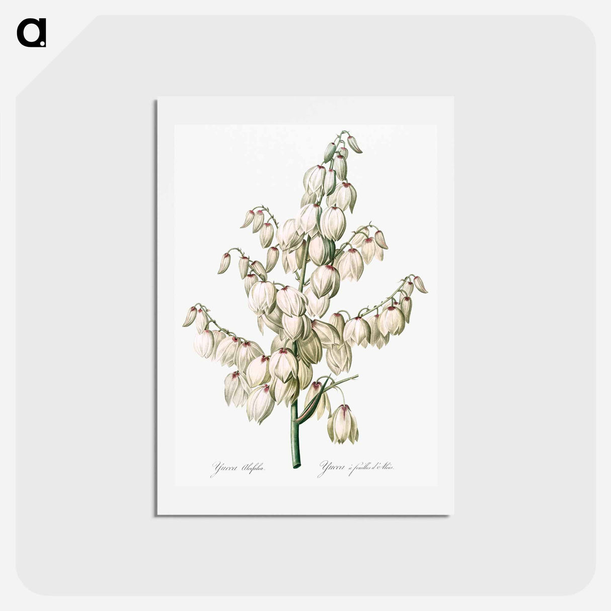 アートポストカード-Aloe yucca illustration - ピエール ジョゼフ ルドゥーテ Postcard.