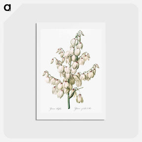アートポストカード-Aloe yucca illustration - ピエール ジョゼフ ルドゥーテ Postcard.