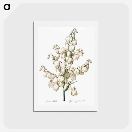 アートポストカード-Aloe yucca illustration - ピエール ジョゼフ ルドゥーテ Postcard.