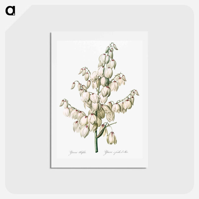 アートポストカード-Aloe yucca illustration - ピエール ジョゼフ ルドゥーテ Postcard.