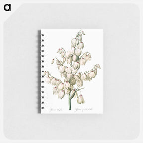 アートメモ帳-Aloe yucca illustration - ピエール ジョゼフ ルドゥーテ Memo.