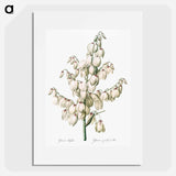 Aloe yucca illustration - Pierre Joseph Redouté Poster.