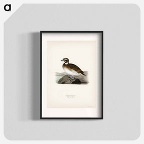 アートポスター-Long-tailed Duck
 - スヴェンスカ フォグラル Poster.