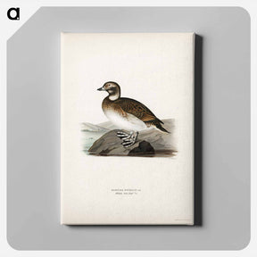 アートパネル-Long-tailed Duck
 - スヴェンスカ フォグラル Canvas.